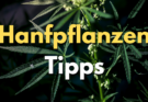Hanfpflanzen-Tipps-Spezial